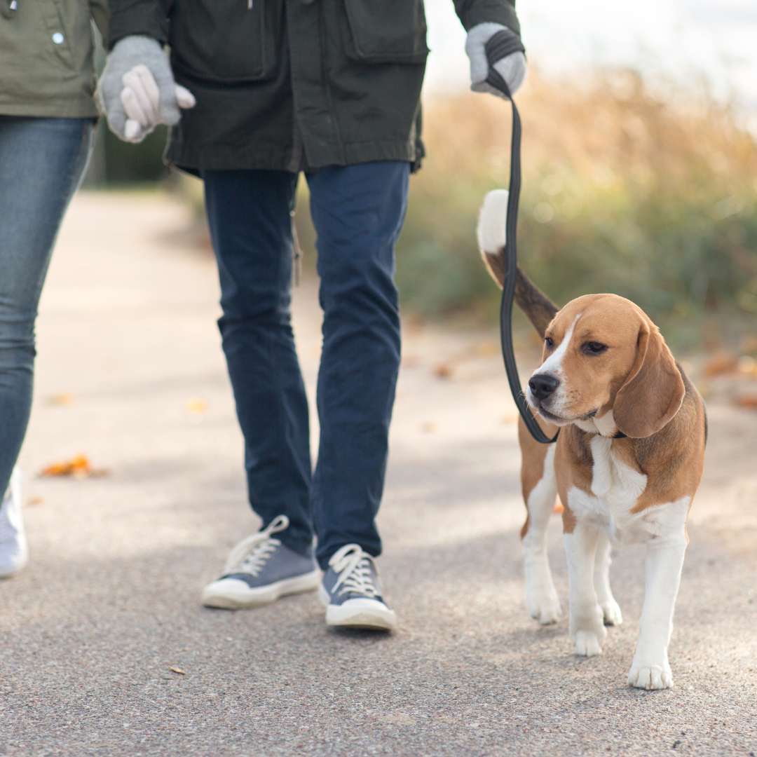 DogWeek – Sechs Ausflugsziele mit Hund