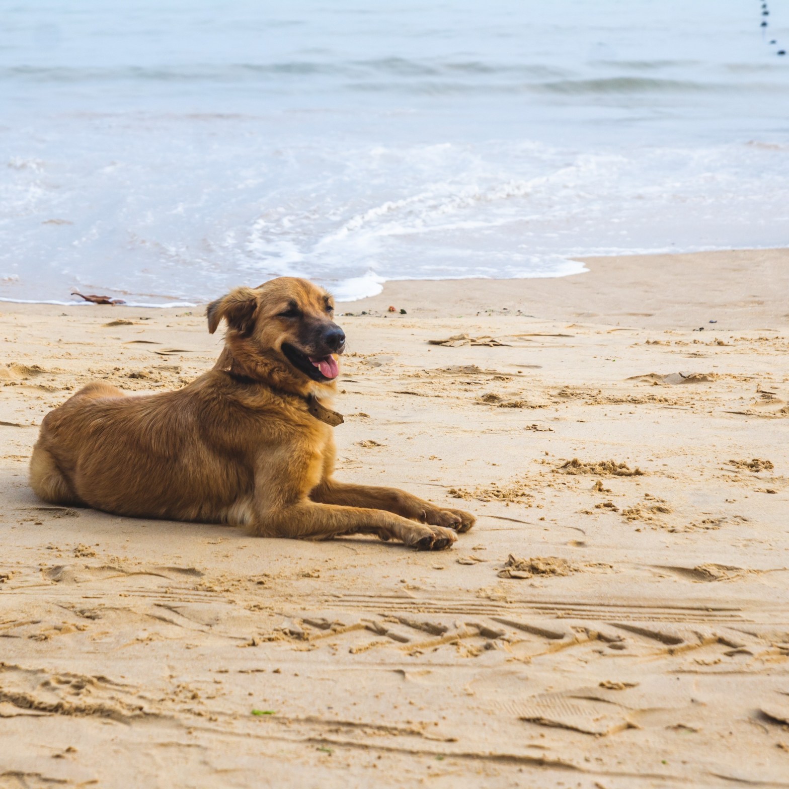 DogWeek – Wasserspaß in Nethen