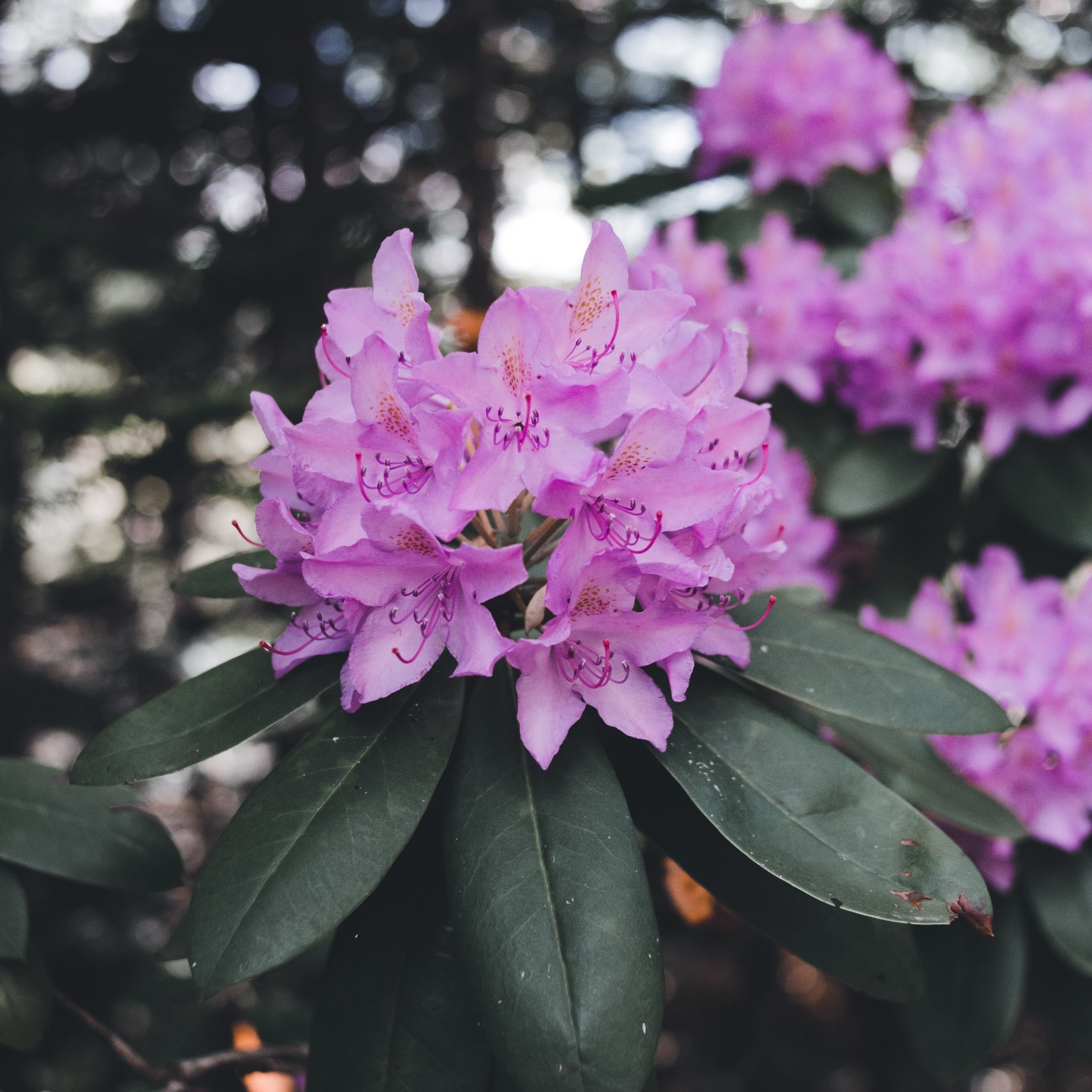 Nico Santos – Stars@Rhodo