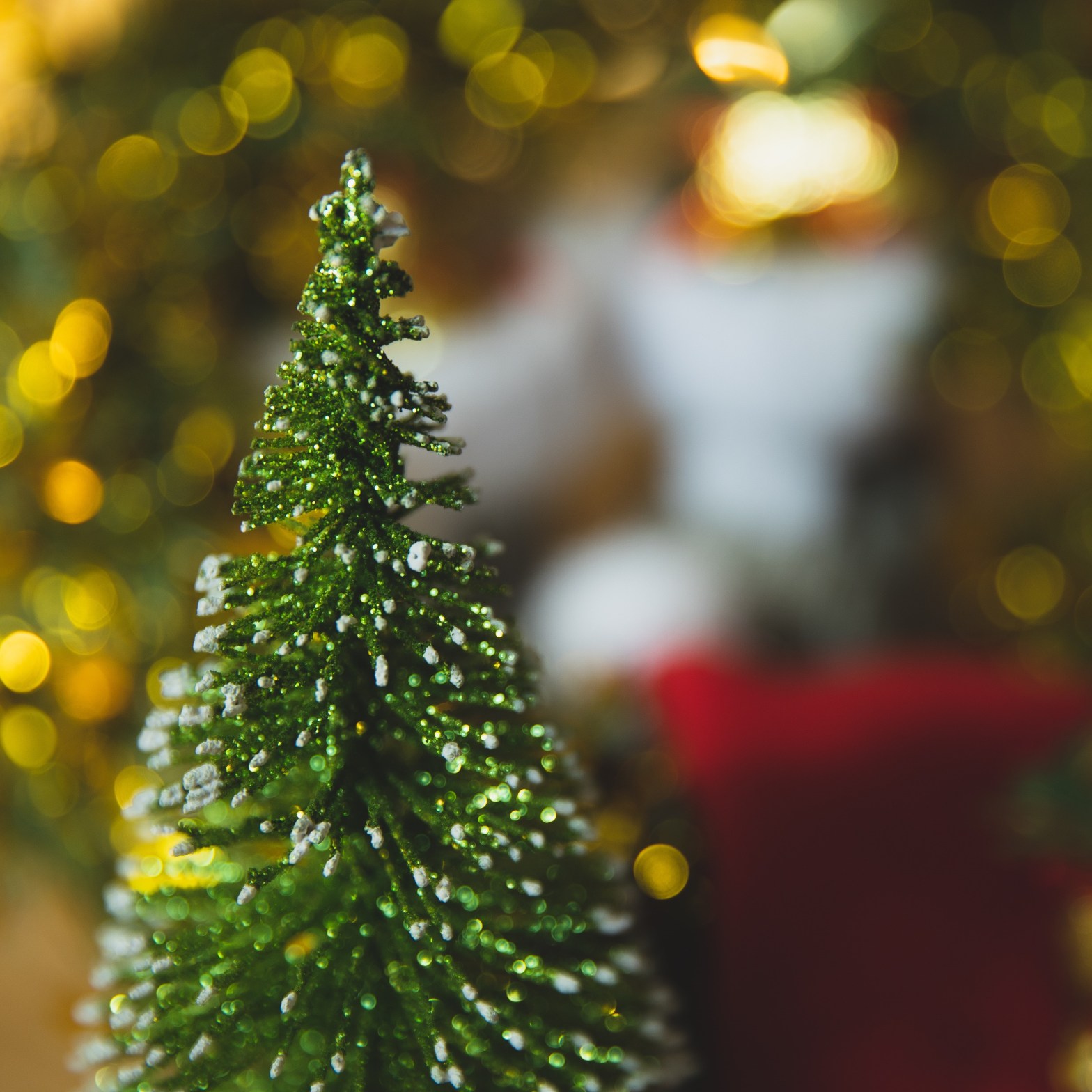 Weihnachtsbaum-Abholaktionen 2024