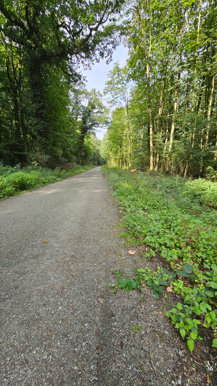 Neuenburger Urwald