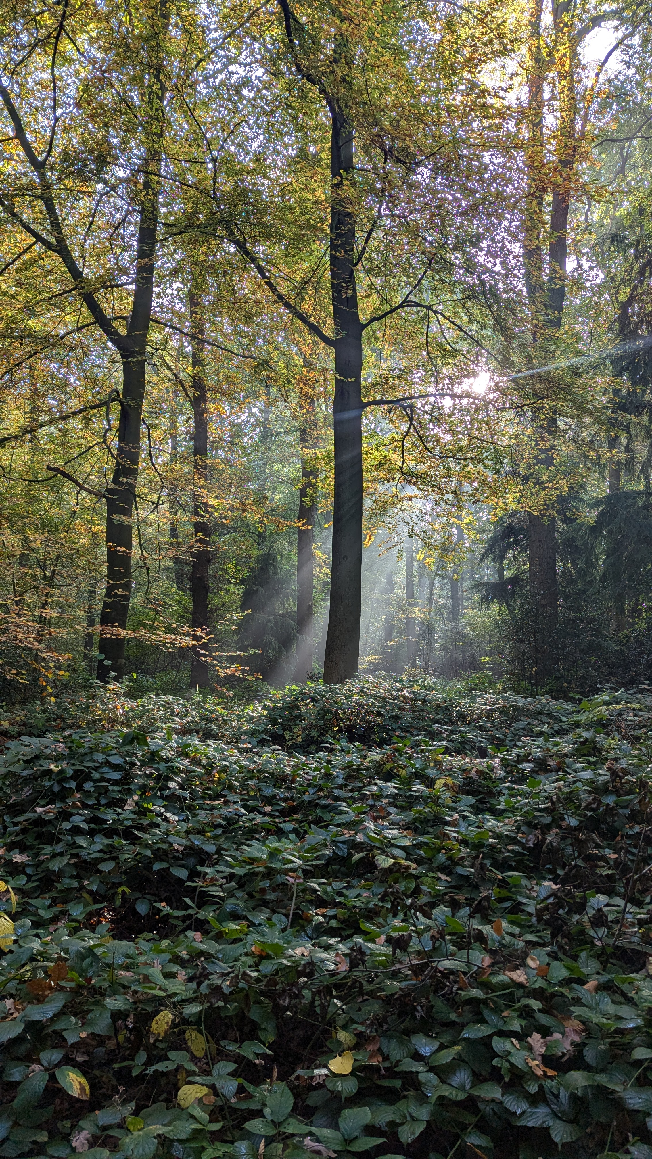 Waldbaden – in diesen Wäldern kannst du die Seele baumeln lassen