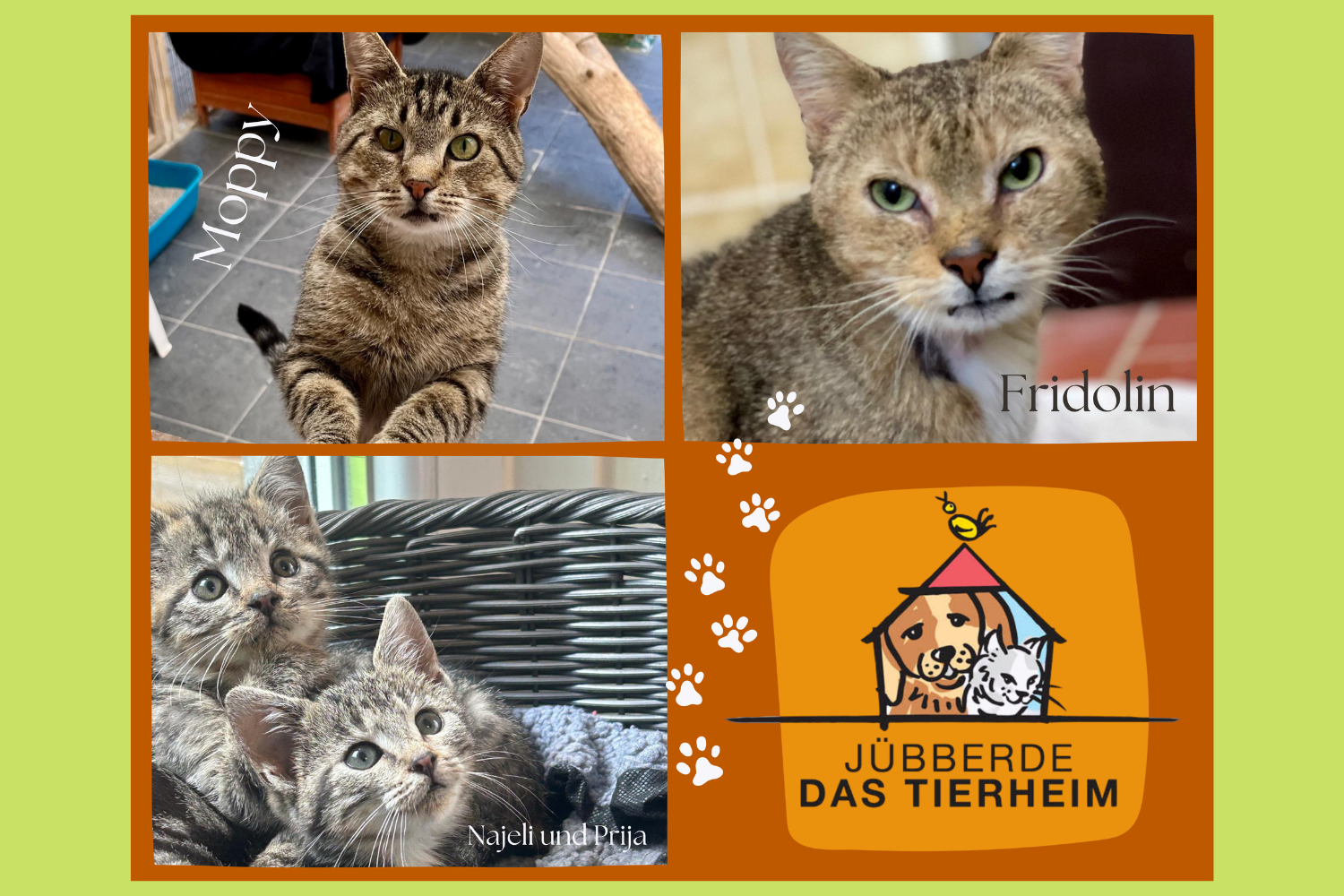 Tierheim Jübberde