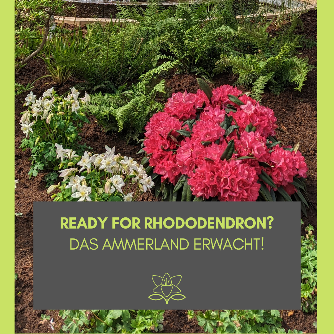 Ready for Rhododendron? Das Ammerland erwacht!