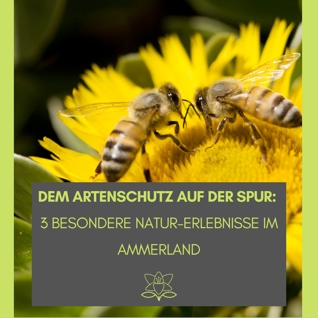 Dem Artenschutz auf der Spur: 3 besondere Natur-Erlebnisse im Ammerland Bild: David Levinson von Pexels
